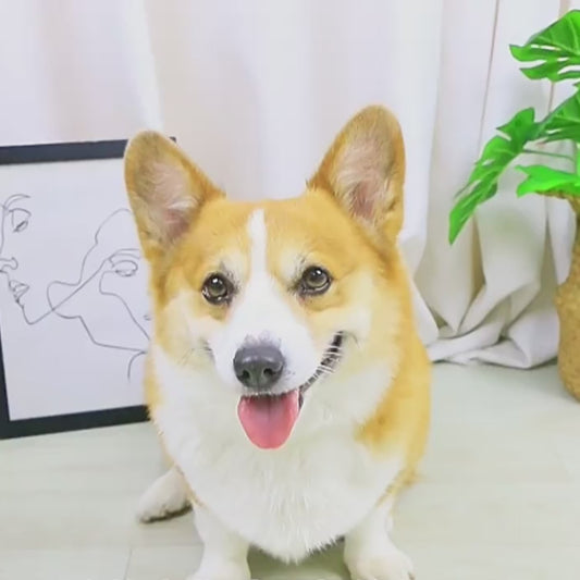 Portable Dog Paw Cleaner